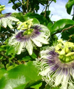 Yellow Passionfruit Plant Live - Sweet Fruit Vine for Home Garden, 4-8 Inch Tall - Image 6