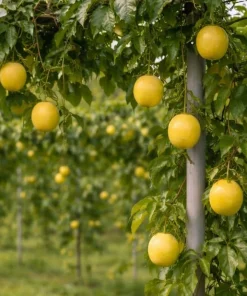Yellow Passionfruit Vine Live Plant – Sweet Tropical Fruit Plant 4-6 Inch Tall Outdoor - Image 2