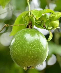 Yellow Passionfruit Vine Live Plant – Sweet Tropical Fruit Plant 4-6 Inch Tall Outdoor - Image 3