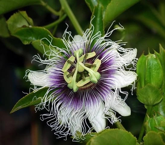 Yellow Passionfruit Vine Live Plant – Sweet Tropical Fruit Plant 4-6 Inch Tall Outdoor - Image 5