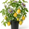 Yellow Passionfruit Vine Live Plant – Sweet Tropical Fruit Plant 4-6 Inch Tall Outdoor - Image 1