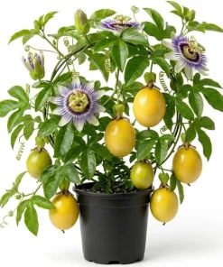 Yellow Passionfruit Vine Live Plant – Sweet Tropical Fruit Plant 4-6 Inch Tall Outdoor - Image 1