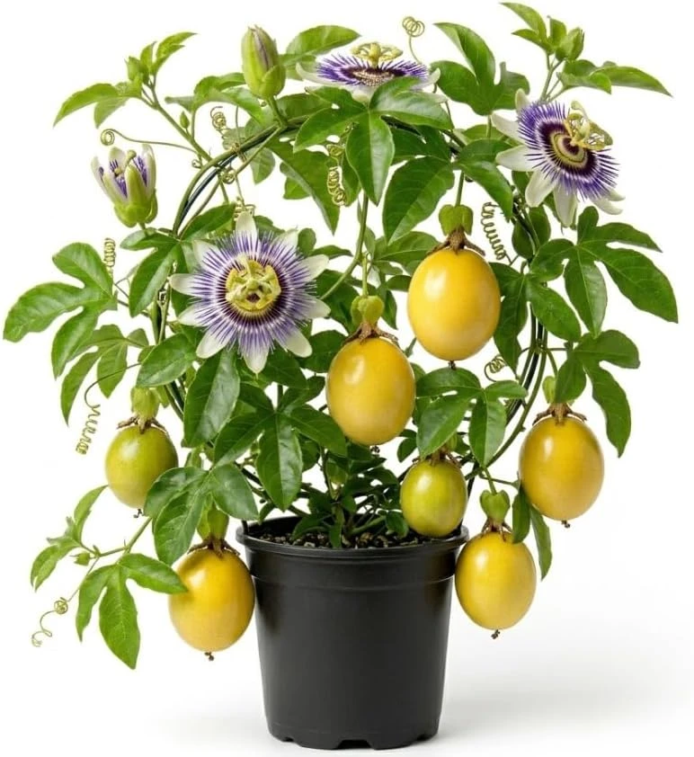 Yellow Passionfruit Vine Live Plant – Sweet Tropical Fruit Plant 4-6 Inch Tall Outdoor - Image 1