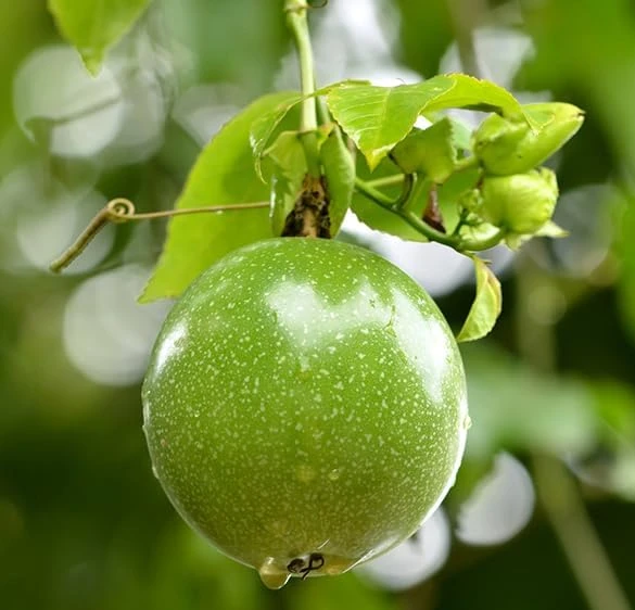 Yellow Passionfruit Vine Live Plants - Sweet Tropical Fruit, 4-6 Inch Tall, Set of 2 - Image 3
