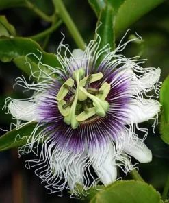 Yellow Passionfruit Vine Live Plants - Sweet Tropical Fruit, 4-6 Inch Tall, Set of 2 - Image 4