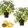 Yellow Passionfruit Vine Live Plants - Sweet Tropical Fruit, 4-6 Inch Tall, Set of 2 - Image 1
