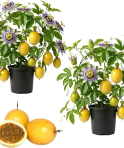 Yellow Passionfruit Vine Live Plants - Sweet Tropical Fruit, 4-6 Inch Tall, Set of 2 - Image 1