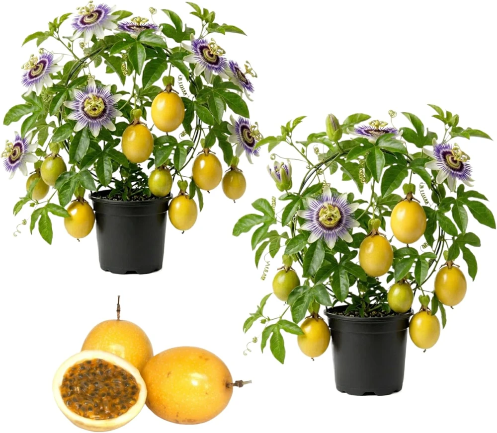 Yellow Passionfruit Vine Live Plants - Sweet Tropical Fruit, 4-6 Inch Tall, Set of 2 - Image 1