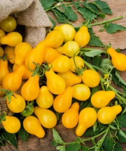 Yellow Pear Tomato Seeds - 300 Count Heirloom Vegetable Seeds, Lycopersicon lycopersicum - Image 2