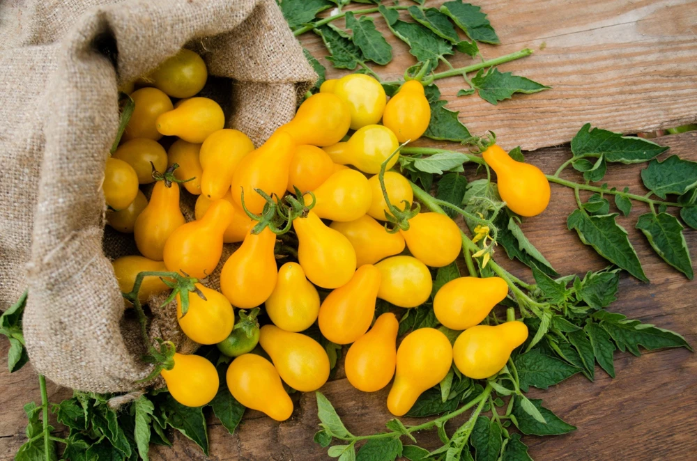 Yellow Pear Tomato Seeds - 300 Count Heirloom Vegetable Seeds, Lycopersicon lycopersicum - Image 2