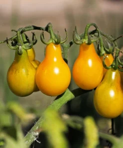 Yellow Pear Tomato Seeds - 300 Count Heirloom Vegetable Seeds, Lycopersicon lycopersicum - Image 3