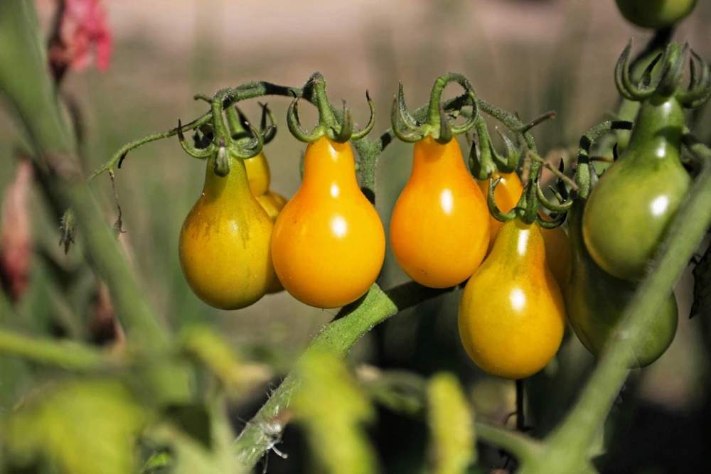 Yellow Pear Tomato Seeds - 300 Count Heirloom Vegetable Seeds, Lycopersicon lycopersicum - Image 3