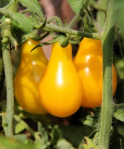 Yellow Pear Tomato Seeds - 300 Count Heirloom Vegetable Seeds, Lycopersicon lycopersicum - Image 4