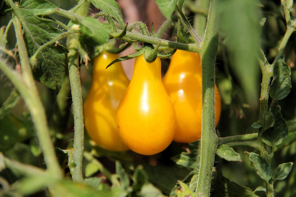 Yellow Pear Tomato Seeds - 300 Count Heirloom Vegetable Seeds, Lycopersicon lycopersicum - Image 4