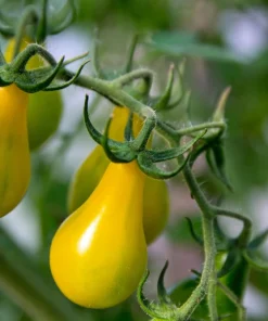Yellow Pear Tomato Seeds - 300 Count Heirloom Vegetable Seeds, Lycopersicon lycopersicum - Image 5