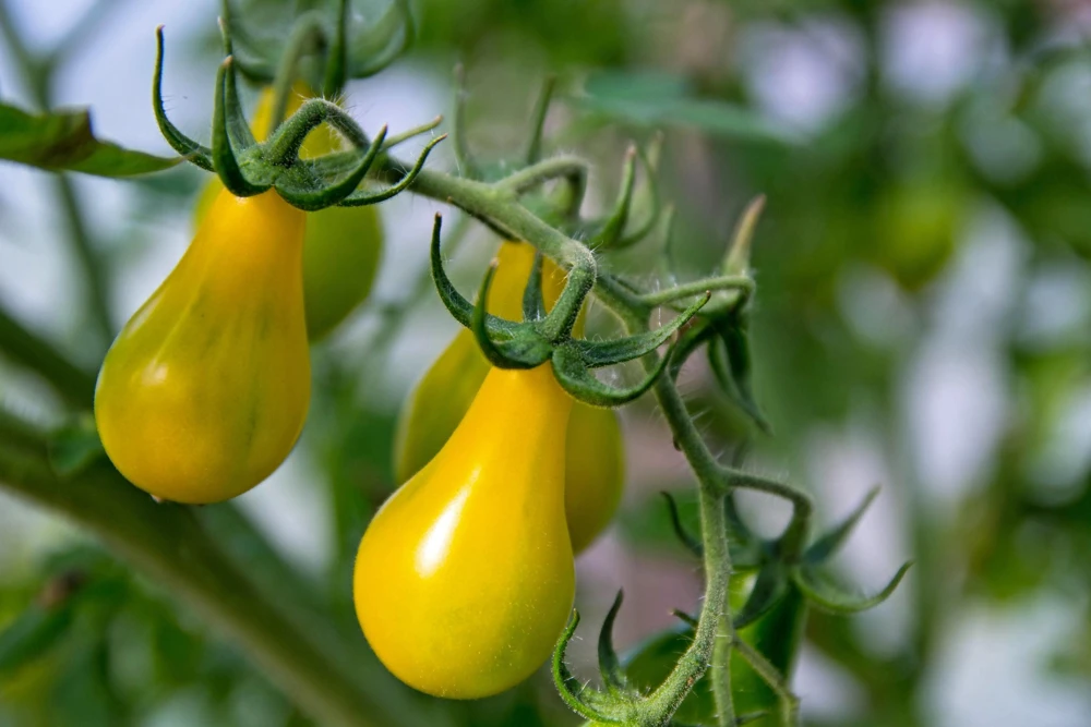 Yellow Pear Tomato Seeds - 300 Count Heirloom Vegetable Seeds, Lycopersicon lycopersicum - Image 5