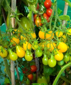 Yellow Pear Tomato Seeds - 300 Count Heirloom Vegetable Seeds, Lycopersicon lycopersicum - Image 6
