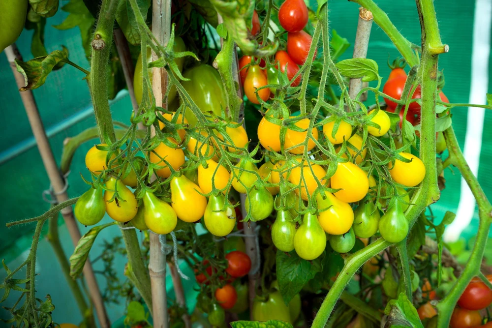 Yellow Pear Tomato Seeds - 300 Count Heirloom Vegetable Seeds, Lycopersicon lycopersicum - Image 6