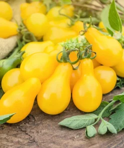 Yellow Pear Tomato Seeds - 300 Count Heirloom Vegetable Seeds, Lycopersicon lycopersicum - Image 7