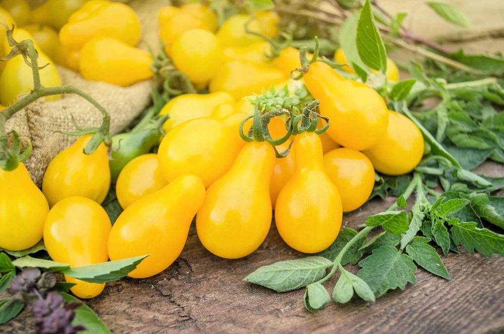 Yellow Pear Tomato Seeds - 300 Count Heirloom Vegetable Seeds, Lycopersicon lycopersicum - Image 7