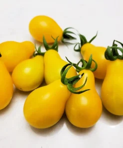 Yellow Pear Tomato Seeds - 300 Count Heirloom Vegetable Seeds, Lycopersicon lycopersicum - Image 8