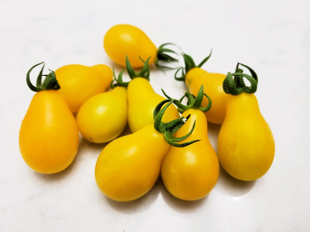 Yellow Pear Tomato Seeds - 300 Count Heirloom Vegetable Seeds, Lycopersicon lycopersicum - Image 8