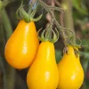 Yellow Pear Tomato Seeds - 300 Count Heirloom Vegetable Seeds, Lycopersicon lycopersicum - Image 1