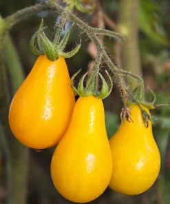 Yellow Pear Tomato Seeds - 300 Count Heirloom Vegetable Seeds, Lycopersicon lycopersicum - Image 1