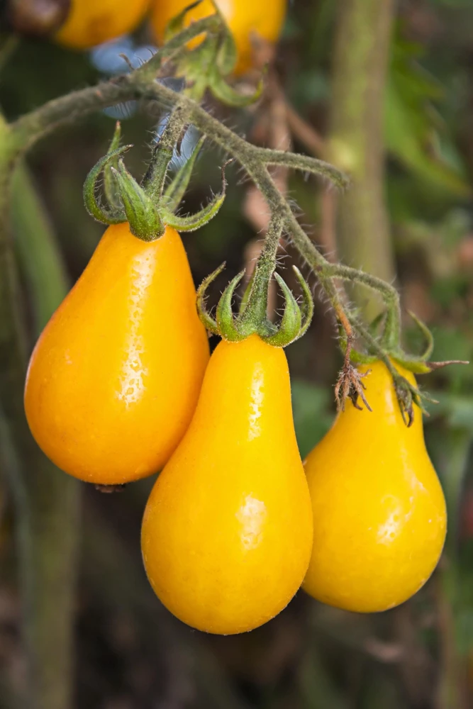 Yellow Pear Tomato Seeds - 300 Count Heirloom Vegetable Seeds, Lycopersicon lycopersicum - Image 1