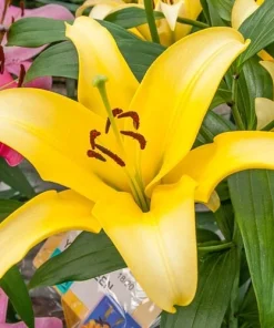 Yellow Power Asiatic Lily Flower Bulb - Perennial, Outdoor, Great Pollinators - Image 2