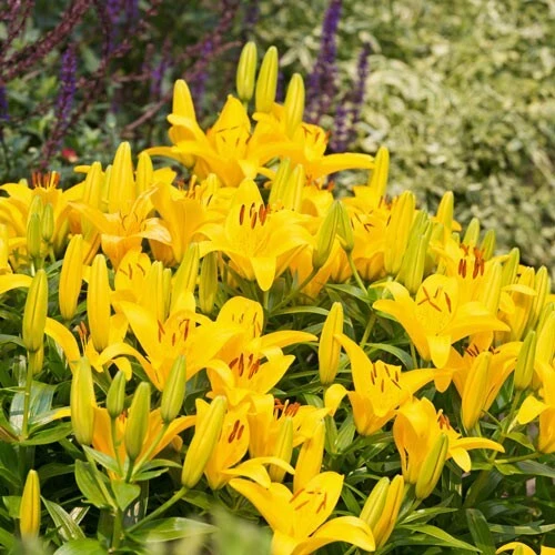Yellow Power Asiatic Lily Flower Bulb - Perennial, Outdoor, Great Pollinators - Image 3
