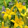 Yellow Power Asiatic Lily Flower Bulb - Perennial, Outdoor, Great Pollinators - Image 1