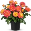 Yellow Red Rose Live Plant for Outdoor Gardens – 4 to 6 Inch Tall - Image 1