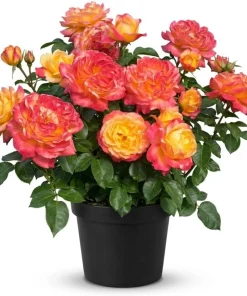 Yellow Red Rose Live Plant for Outdoor Gardens – 4 to 6 Inch Tall - Image 1
