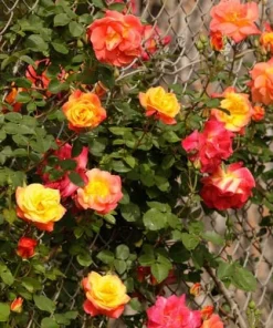 Yellow Red Rose Live Plant for Outdoor Gardens – 4 to 6 Inch Tall - Image 2