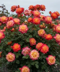 Yellow Red Rose Live Plant for Outdoor Gardens – 4 to 6 Inch Tall - Image 3