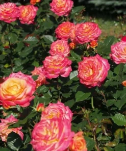 Yellow Red Rose Live Plant for Outdoor Gardens – 4 to 6 Inch Tall - Image 4