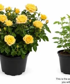 Yellow Rose Bush Live Plant 1-2 Feet Tall in 3 Gallon Pot for Outdoor Garden - Image 3