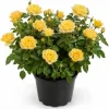 Yellow Rose Bush Live Plant 1-2 Feet Tall in 3 Gallon Pot for Outdoor Garden - Image 1