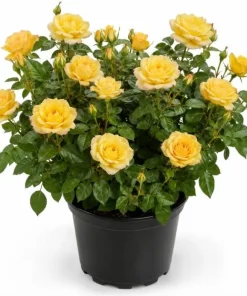 Yellow Rose Bush Live Plant 1-2 Feet Tall in 3 Gallon Pot for Outdoor Garden - Image 1