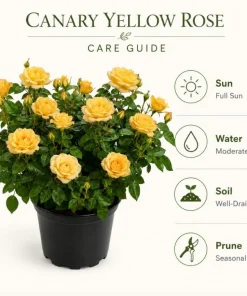 Yellow Rose Bush Live Plant 1-2 Feet Tall in 3 Gallon Pot for Outdoor Garden - Image 5
