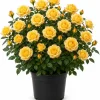 Yellow Rose Bush Live Plant – 1-2 Ft Tall, 3 Gallon Pot – Outdoor Shrub - Image 1