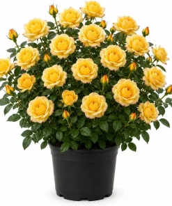Yellow Rose Bush Live Plant – 1-2 Ft Tall, 3 Gallon Pot – Outdoor Shrub - Image 1