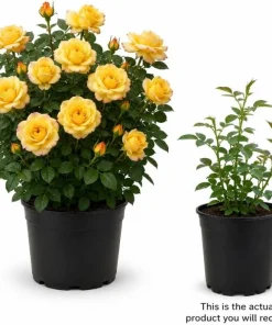 Yellow Rose Bush Live Plant – 1-2 Ft Tall, 3 Gallon Pot – Outdoor Shrub - Image 3