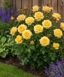 Yellow Rose Bush Live Plant – 1-2 Ft Tall, 3 Gallon Pot – Outdoor Shrub - Image 4