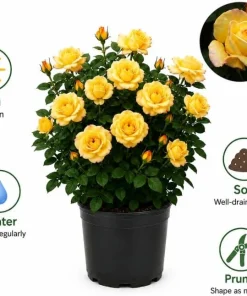 Yellow Rose Bush Live Plant – 1-2 Ft Tall, 3 Gallon Pot – Outdoor Shrub - Image 5