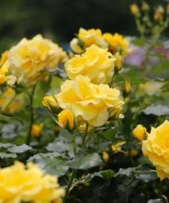 Yellow Rose Live Plant 4-6 Inch Tall - Fragrant Blooming Bush for Garden - Image 2