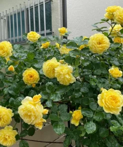 Yellow Rose Live Plant 4-6 Inch Tall - Fragrant Blooming Bush for Garden - Image 3