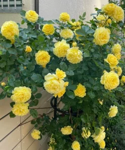 Yellow Rose Live Plant 4-6 Inch Tall - Fragrant Blooming Bush for Garden - Image 4