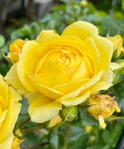 Yellow Rose Live Plant 4-6 Inch Tall - Fragrant Blooming Bush for Garden - Image 5